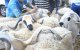 Marokko: schapen Eid ul-Adha geregistreerd
