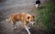 Baby in Marokko doodgebeten door zwerfhond