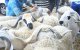 Marokko/Eid ul-Adha: 2,7 miljoen dieren geregistreerd