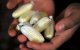 Tiener in Tetouan opgepakt met heroïne