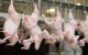 Marokko gaat kippenvlees uit Amerika importeren