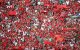 Marokko verbiedt "pro-Sahara" tifo tijdens Supercopa