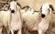 Marokko: 5 miljoen dieren zullen voor Eid ul-Adha worden geslacht