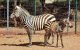Nieuwe geboorte in dierentuin Rabat