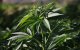 Marokko: 50.000 hectare gewijd aan cannabisteelt