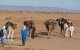 Marokko: rellen tussen nomadische stammen bij Agadir