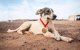 Marokko: hond is nieuwe ster Zandmarathon