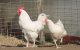 Marokko: jongeren riskeren 10 jaar cel voor stelen kip