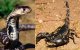 Marokko: kind (6) dood door slangenbeet in Agadir 
