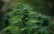 Rif: minder ceder, meer cannabis