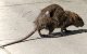 Casablanca: 20 miljoen dirham tegen ratten