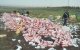 Marokko: grote hoeveelheid drugs vernietigd in Dakhla
