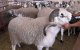 Eid ul-Adha: 7 miljoen dieren geslacht in Marokko