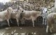 Eid ul-Adha loopt vreselijk af voor gezin in Marokko