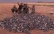 Marokko: Arabische toeristen plegen ecologisch bloedbad (video)