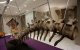 Marokko: resten dinosaurussen geplunderd