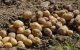 Marokko: 136 ton aardappelen vernietigd in Berkane