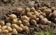 Marokko: 136 ton aardappelen vernietigd in Berkane