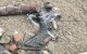 Honderden trekvogels vallen dood bij kust Safi
