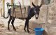 Marokko: veiling ezel zorgt voor hilariteit