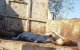 Marokko: slachting honden blijft doorgaan ondanks verbod