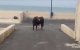Chaos in Rabat na ontsnapping stier uit slachthuis (video)