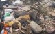 Marokko: zwerfhonden levend begraven