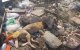 Marokko: zwerfhonden levend begraven