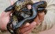 Baby's grootste slang ter wereld geboren in Crocoparc Agadir