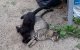 Marokko: twintigtal katten vergiftigd, dierenorganisaties woedend