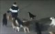 Marokko: kind verminkt door zwerfhonden