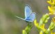 Al eeuw verdwenen vlinder duikt op in Chefchaouen
