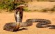 Marokko: meisje dood na slangenbeet