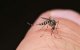 Noord-Marokko geteisterd door muggeninvasie
