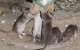 Casablanca gaat strijd aan met ratten