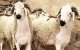 Marokko: daling prijs schapen Eid ul-Adha
