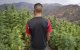 Marokko blijft eerste cannabisproducent ter wereld