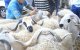 Marokko: strenge maatregelen voor Eid ul-Adha