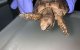 Zwitserland: Marokkaanse krijgt zware boete voor smokkelen schildpadden