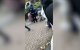 Marokkaanse vrouw op straat neergestoken in Brussel