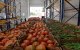 Spaanse boeren in nood door import Marokkaanse groente en fruit