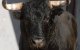 Vrouw overleeft aanval stier niet in Marokko