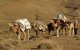Tiznit: spanningen tussen nomaden en boeren lopen hoog op