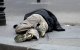 Dakloze Marokkaan dood aangetroffen in Parijs