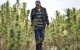 Marokko: welke alternatieven voor cannabisteelt?