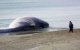 Walvissen aangespoeld in Safi en Agadir 
