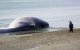 Walvissen aangespoeld in Safi en Agadir 