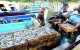 Zeven ton drugs verstopt in vis in Agadir 