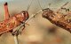 Sprinkhanenplaag verwacht in Marokko 