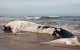 Babywalvis aangespoeld op strand Casablanca 